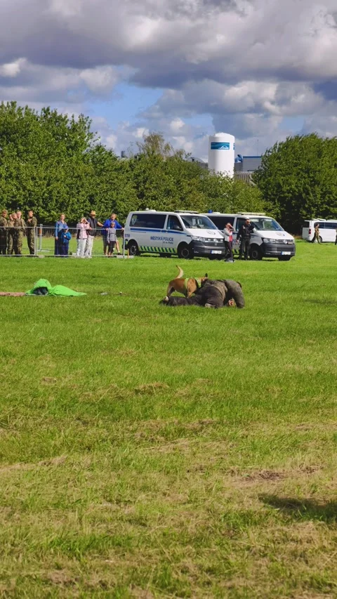 Prague, Czech Republic – September 5, 2026: Police K9 Training Demonstration Stock Footage 345061672