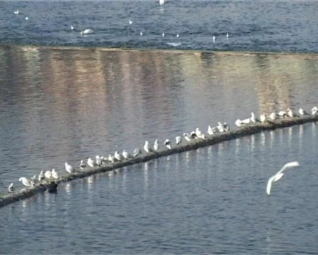 Prague panorama in winter Stock Footage 315966