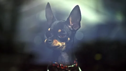 Prague ratter dog barking and standing Stock Video Pond5