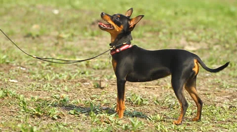 Prague Ratter on the grass Stock-Footage 22778813