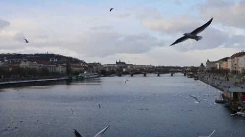 Prague river view from a bridge with flying birds, Prague castle in the back Video stock 106097355