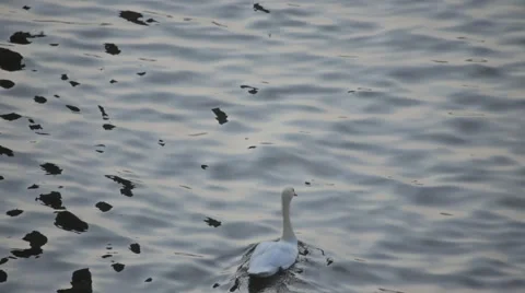 Prague -  Swan floating on Danube River Stock Footage 44873400