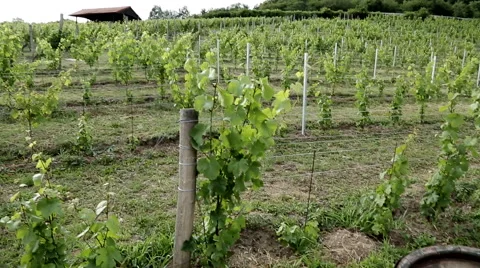 Prague Wine farm 3 Stock Footage 53584649