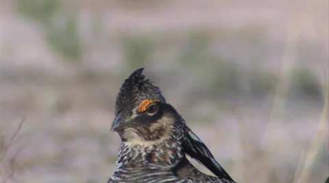 Prairie chicken 1 Stock Footage 49404330
