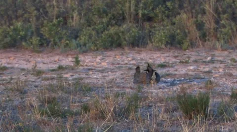 Prairie chicken 2 Stock Footage 49404389