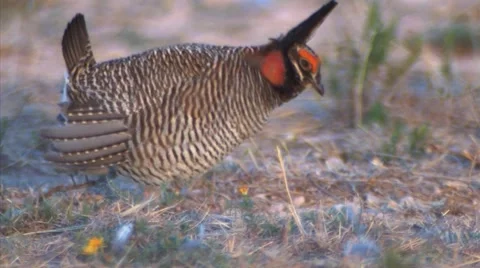 Prairie chicken 3 Stock Footage 49404437