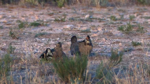 Prairie chicken 4 Stock Footage 49404604
