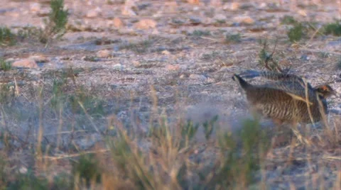 Prairie chicken 5 Video stock 49404765