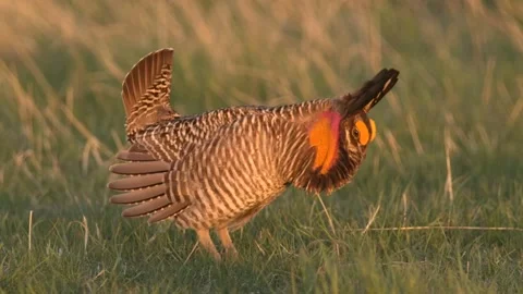 Prairie Chicken Bird Male Cock Dancing Strutting Displaying Lek Breeding Grounds Stock Footage