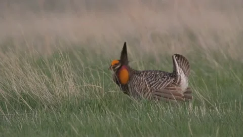 Prairie Chicken Grouse Bird Displaying on Dancing Grounds or Lek in Spring Stock Footage