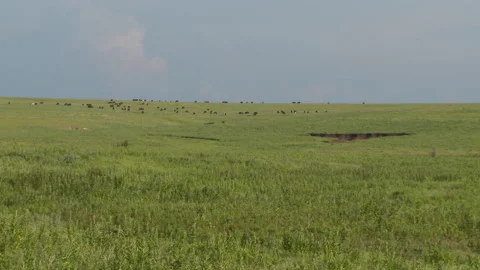 Prairie with cows and approaching storm Stock Footage 137606602
