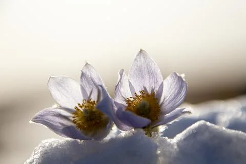 Prairie Crocus Winter Stock-Fotos