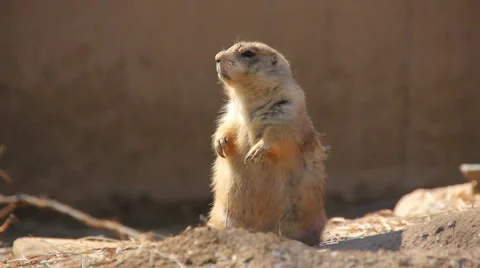 Prairie Dog (2) Stock Footage 1807217