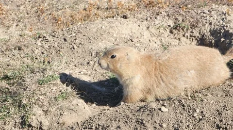 Prairie dog 4k Stock Footage 48484342