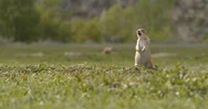 Prairie Dog Alert To Others, Wildlife, Slow Motion 4K Stock Footage