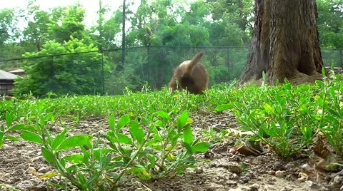 Prairie Dog Approaches Camera - HD - 60fps 動画素材 40106583