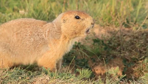 Prairie dog barking Stock-Footage 8632163