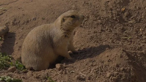 Prairie dog by burrow Stock Footage 267109429