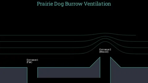 Prairie Dog Burrow Ventilation 스톡 동영상 335764353