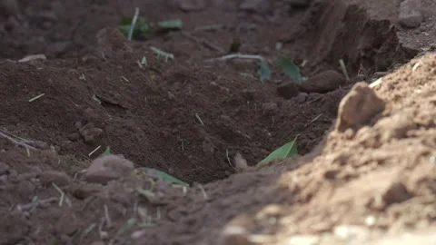 Prairie dog burrows under ground Stock Footage 266160921