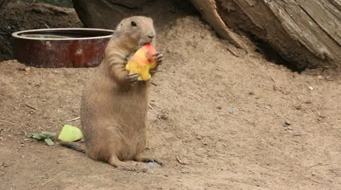Prairie dog chews apple Stock Footage 11490778