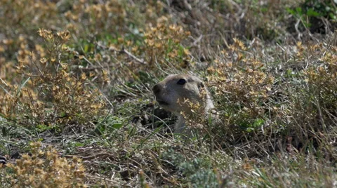 Prairie Dog Chirping at Wind Cave National Park 스톡 동영상 42186006