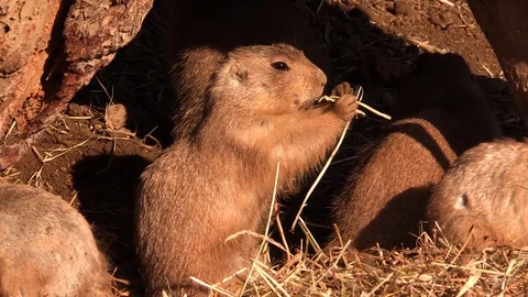 Prairie dog (Cynomys) eats the hay, rodent, mammal Stock Footage 87323402