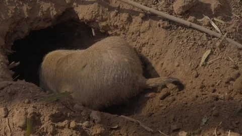 Prairie dog digging slow motion Stock Footage 267109770