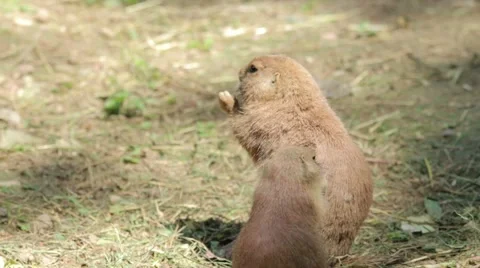Prairie dog Eating Stock Footage 65784158