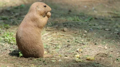 Prairie dog Eating Vídeos de archivo 65784228