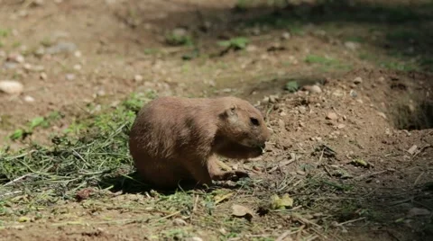 Prairie dog Eating Stock Footage 65784257