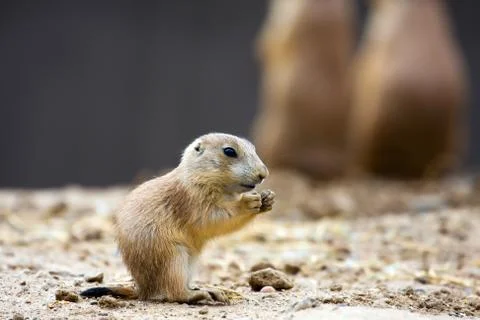 Prairie dog eating Stock Photos