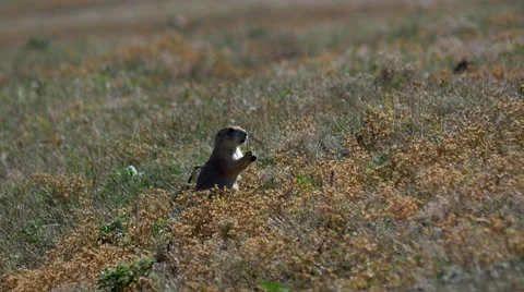 Prairie Dog Eating at Wind Cave National Park Stockbeeldmateriaal 42185511