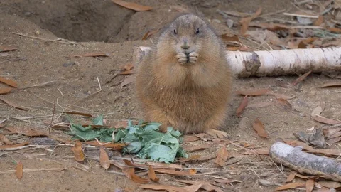 Prairie dog eats and looks around 4K 動画素材 118724929