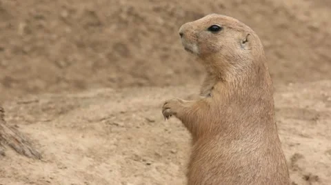 Prairie dog eats a grass blade Stock Footage 11485780