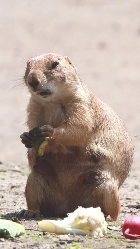 Prairie dog eats vegetable (Cynomys), vertical video Stock Footage 327794425