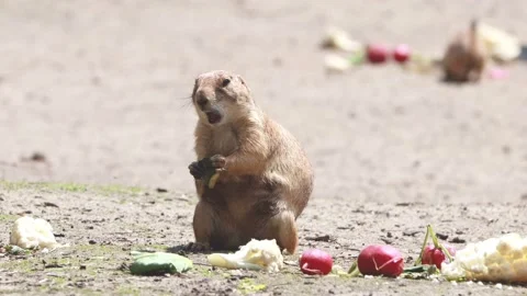 Prairie dog eats vegetable Food, Cynomys Stock Footage 151087264