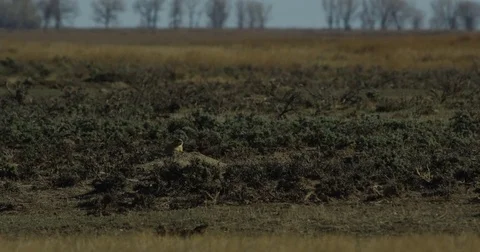 Prairie dog at edge of colony guards hole Stock Footage 75209059