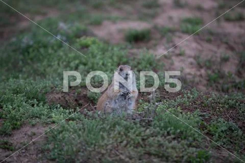 Prairie dog emerging from mound Stock Photos
