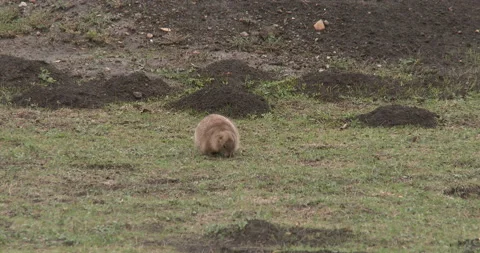 Prairie Dog Feeding Stock Footage 234722237