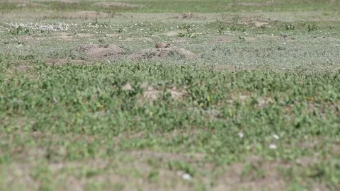 Prairie Dog Flagging Tail 스톡 동영상 79545049