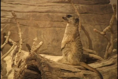 Prairie Dog Stock Footage 298206