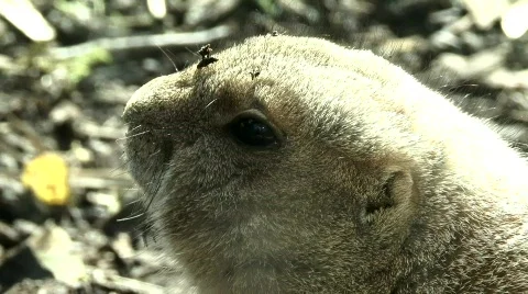 Prairie Dog Stock Footage 670604