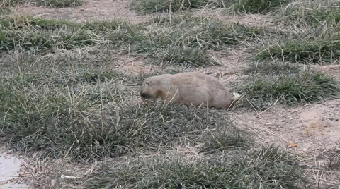 Prairie Dog Stock Footage 879574