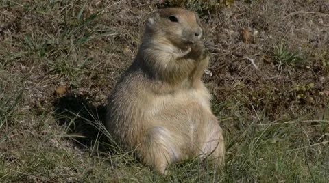 Prairie Dog Stock Footage 8991676