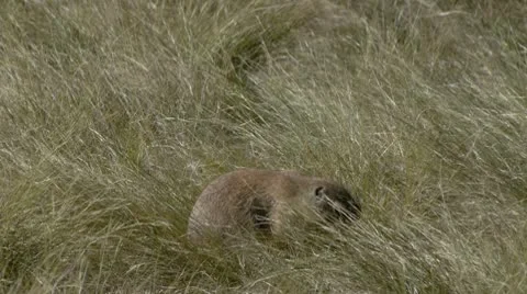 Prairie Dog Stockbeeldmateriaal 9056125