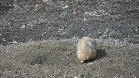 Prairie Dog Stockbeeldmateriaal 12591886