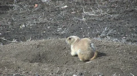 Prairie Dog Vídeos de archivo 12604342