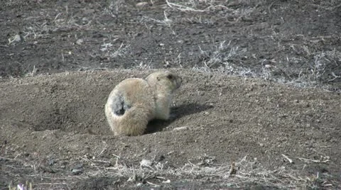 Prairie Dog Vídeos de archivo 12604554
