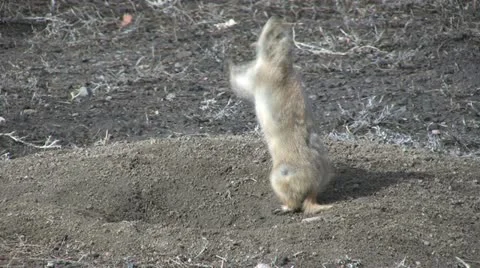 Prairie Dog Stock-Footage 12604570